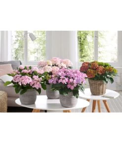 Hortensie - Hydrangea Macrophylla 'Tiffany' 7 Hortensie - Hydrangea Macrophylla 'Tiffany' -Garten & Außenbereich 20180522 PR MO 002 HortensienPremium