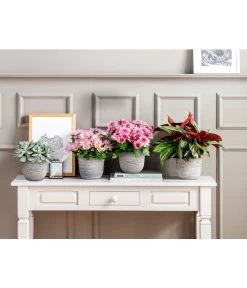 Kreuzkraut - Senecio Cephalophorus -Garten & Außenbereich 20181002 PR MO 001 Chrysanthemen BL18