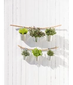 Dehner Gourmet Garten Strauchbasilikum 'Magic Blue' -Garten & Außenbereich 20181011 PR MO 003 Kraeuter 04