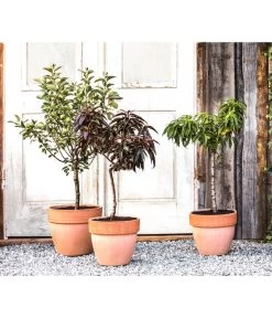 Zwergpfirsich 'Amber Pix Zee' -Garten & Außenbereich 20190626 WE MO 002 ZwergundSaeulenobst GC10 2020 1