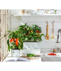 Pick-a-Pep® Paprika, Rot -Garten & Außenbereich 20200604 WE MO 001 IndoorTomatePaprika 2021 GC11