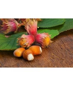 Dehner Haselnuss 'Rote Zellernuss' -Garten & Außenbereich 20200701 PR MO RoteZellernuss 32927418 123rf