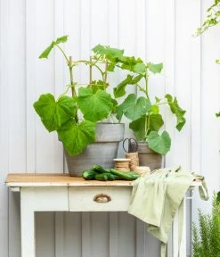 Mini Schlangengurke 9 Mini Schlangengurke -Garten & Außenbereich 20200717 8842643 WE MO 002 CucurbitaePepoZucchiniGruen 2021 GC13 01