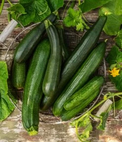 Mini Schlangengurke 8 Mini Schlangengurke -Garten & Außenbereich 20200722 8830747 8831000 WE MO 001 GurkeEtikett