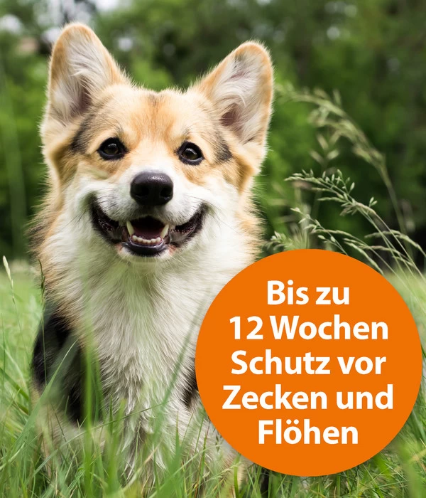 ARDAP® Zecken- Und Flohschutz Spot-On Für Mittelgroße Hunde, 3 X 2,5 Ml 3 ARDAP® Zecken- Und Flohschutz Spot-On Für Mittelgroße Hunde, 3 X 2,5 Ml – Bild 3