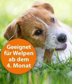 ARDAP® Zecken- Und Flohschutz Spot-On Für Mittelgroße Hunde, 3 X 2,5 Ml 9 ARDAP® Zecken- Und Flohschutz Spot-On Für Mittelgroße Hunde, 3 X 2,5 Ml -Garten & Außenbereich 2599157 WE DE 003 ArdapQuikoHZbhSpotOn10 25kg