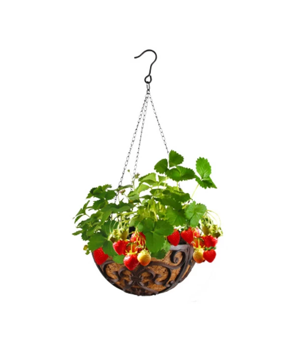 Dehner Gusseisen-Hängeampel Katalonien Mit Kokoseinlage, Rund, Rost, Ca. Ø30/H15 Cm 3 Dehner Gusseisen-Hängeampel Katalonien Mit Kokoseinlage, Rund, Rost, Ca. Ø30/H15 Cm – Bild 3