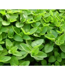 Dehner Gourmet Garten Majoran, Einjährig -Garten & Außenbereich 2782134 WE DE 001 GourmetGartenMajoranEchterMiranT12Pixabay