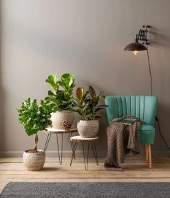 Dehner Keramik-Jardiniere Lana, Oval, Braun, Ca. B30/H17/15 Cm -Garten & Außenbereich 4029906 PR MO 001 TopfJardiniereLatinaCremeGrau