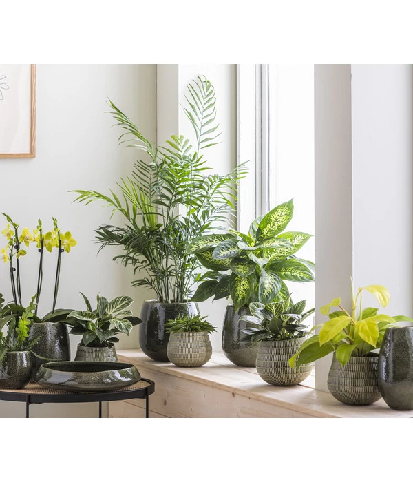 Dehner Keramik-Schale Linn, Rund, Dunkelgrün, Ca. Ø34 Cm 2 Dehner Keramik-Schale Linn, Rund, Dunkelgrün, Ca. Ø34 Cm – Bild 2