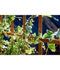 Dobar Hochbeet Peru Mit Rankspalier, Ca. B110/H115/T88 Cm -Garten & Außenbereich 4155016 WE MO 003 DobarPflanzkastenHochbeetPerumitRankspalier