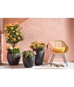 Zimmerhibiskus - Hibiscus Rosa-sinensis, Stämmchen, Verschiedene Sorten -Garten & Außenbereich 4319398 PR MO 001 KunststoffTopfSchwarz