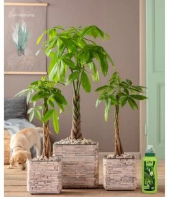 Dehner Grünpflanzen-Dünger, Flüssig, 500 Ml 6 Dehner Grünpflanzen-Dünger, Flüssig, 500 Ml -Garten & Außenbereich 4418075 WE MO 002 DehnerGruenpflanzenDuengerfluessig500ml