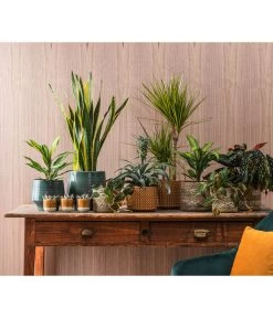 Dehner Keramik-Jardiniere Thies, Oval, Gelb, Ca. B26/H25/T12 Cm 6 Dehner Keramik-Jardiniere Thies, Oval, Gelb, Ca. B26/H25/T12 Cm -Garten & Außenbereich 4440152 WE MO 001 TopfElsaKorbPapetteTopfThies 409883