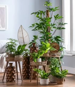 Dehner Keramik-Übertopf Elias, Bauchig, Braun -Garten & Außenbereich 4448270 WE MO 002 EvergreensScheffleraElias