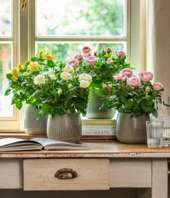 Dehner Übertopf-Set Pink Beauties, 2-teilig -Garten & Außenbereich 4461091 WE MO 001 TopfIdaGrau