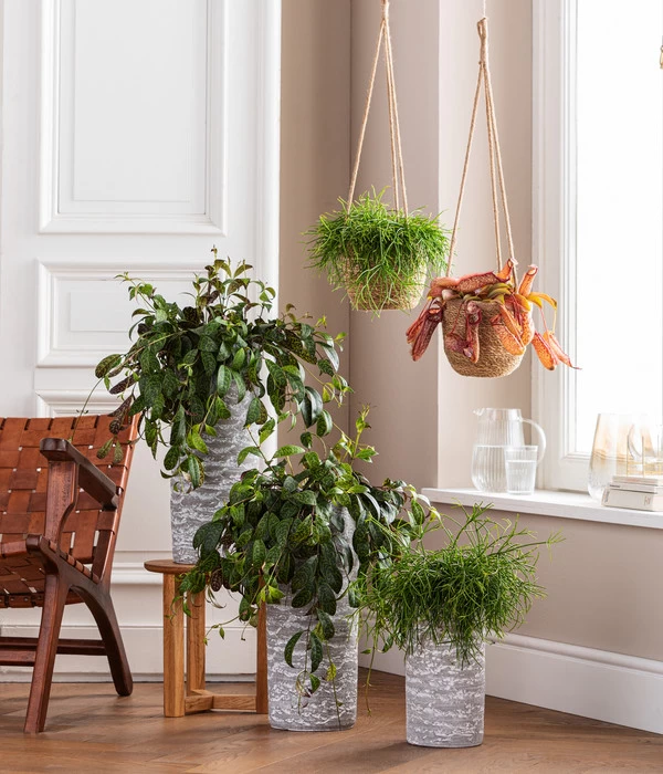 Dehner Seegras-Ampel Igmar 4 Dehner Seegras-Ampel Igmar – Bild 4