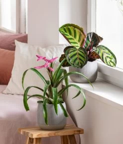 Dehner Übertopf-Set Pink Beauties, 2-teilig -Garten & Außenbereich 4495172 8745259 WE MO 001 PinkBeauties PflanzenSetOnlineHer