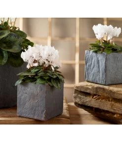 Midi Alpenveilchen, Verschiedene Sorten -Garten & Außenbereich 5056155 8217622 PR MO 001 TopfGrauSlateAlpenveilchenMidi