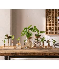 Waterplant Balsamapfel Im Kugelglas - Clusia Rosea 'Princess', Mit LED 6 Waterplant Balsamapfel Im Kugelglas - Clusia Rosea 'Princess', Mit LED -Garten & Außenbereich 6125066 WE MO 001 WaterPlants 1