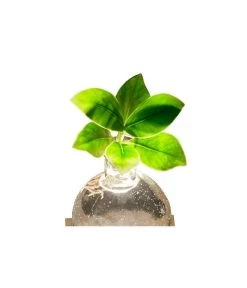 Waterplant Balsamapfel Im Kugelglas - Clusia Rosea 'Princess', Mit LED 7 Waterplant Balsamapfel Im Kugelglas - Clusia Rosea 'Princess', Mit LED -Garten & Außenbereich 6125074 WE DE 001 WaterPlantlusia7cmmitLicht