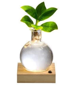 Waterplant Balsamapfel Im Kugelglas - Clusia Rosea 'Princess', Mit LED