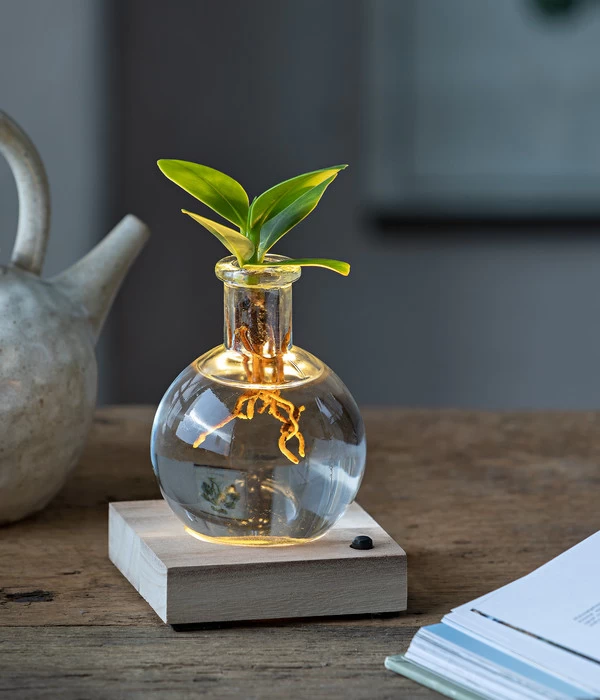 Waterplant Balsamapfel Im Kugelglas - Clusia Rosea 'Princess', Mit LED 2 Waterplant Balsamapfel Im Kugelglas - Clusia Rosea 'Princess', Mit LED – Bild 2