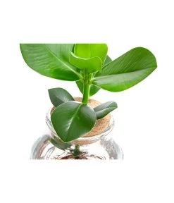 Waterplant Balsamapfel Im Kugelglas - Clusia Rosea 'Princess', Ca. 30 Cm -Garten & Außenbereich 6125082 WE DE 001 WaterPlantsClusia12cm