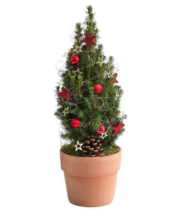 Geschmückter Weihnachtsbaum Terra 1 Geschmückter Weihnachtsbaum Terra