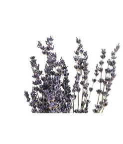 Trockenblumenbund Lavendel 5 Trockenblumenbund Lavendel -Garten & Außenbereich 6491682 PR DE 001 LavendeltiefblauBund DehnerExpressHerzig