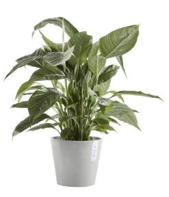 Ecopots Kunststoff-Topf Amsterdam Mit Wassersystem, Rund, Hellgrau -Garten & Außenbereich 6614846 WE FS 003 EcopotsKunststoffTopfAmsterdammitWassersystemrundhellgrau