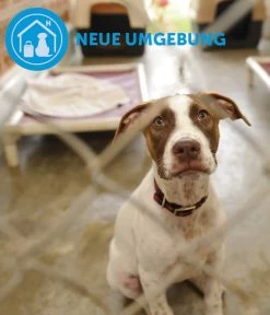 ADAPTIL® Calm Halsband Für Hunde 14 ADAPTIL® Calm Halsband Für Hunde -Garten & Außenbereich 6877104 6877146 WE DE 005 CevaHZbhAdaptilCalmHalsband