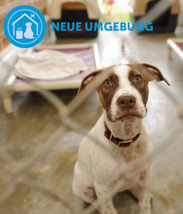 ADAPTIL® Calm Halsband Für Hunde 6 ADAPTIL® Calm Halsband Für Hunde – Bild 6