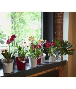 LECHUZA® ORCHIDEA, All-in-One Set, Ca. Ø18/H20 Cm -Garten & Außenbereich 6963375 6963383 6963391 WE MO 03 ORCHIDEAWeissAnthraRot