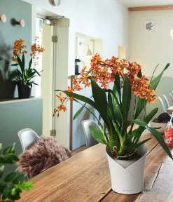 LECHUZA® ORCHIDEA, All-in-One Set, Ca. Ø18/H20 Cm -Garten & Außenbereich 6963375 6963383 WE MO 02 ORCHIDEAWeissAnthra