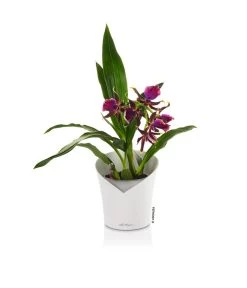 LECHUZA® ORCHIDEA, All-in-One Set, Ca. Ø18/H20 Cm -Garten & Außenbereich 6963375 PR FS 25 ORCHIDEAWeiss