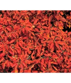 Kupfer-Felsenbirne -Garten & Außenbereich 7042427 BildD 001 KupferFelsenbirneAmelanchLamarck