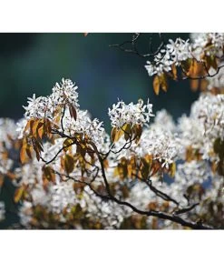 Kupfer-Felsenbirne -Garten & Außenbereich 7042427 PR MO 001 AmelanchierLamarckDehnerExpressHerzig