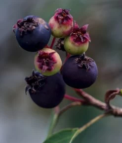 Kupfer-Felsenbirne -Garten & Außenbereich 7042450 WE DE 003 AmelanchierFelsenbirne