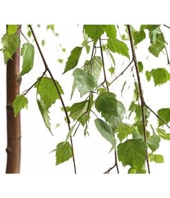 Trauer-Birke 'Youngii' 5 Trauer-Birke 'Youngii' -Garten & Außenbereich 7075419 WE DE 001 BetulaPendulaYoungiiTrauerBirke15LDehnerExpressHerzig