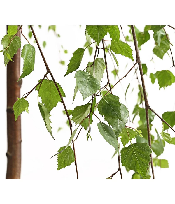 Trauer-Birke 'Youngii' 3 Trauer-Birke 'Youngii' – Bild 3