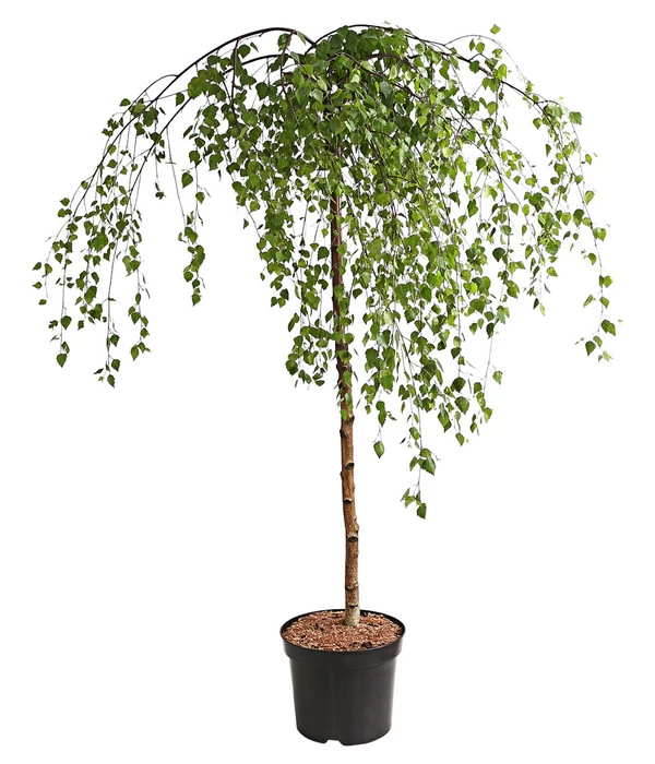 Trauer-Birke 'Youngii' 1 Trauer-Birke 'Youngii'