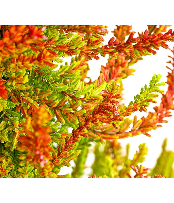 Knospenheide, Pyramide 5 Knospenheide, Pyramide – Bild 5