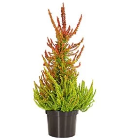 Knospenheide, Pyramide 8 Knospenheide, Pyramide -Garten & Außenbereich 7084494 PR FS 001 CallunaVulgarisKnospenheidePyramideDehnerExpressHerzig