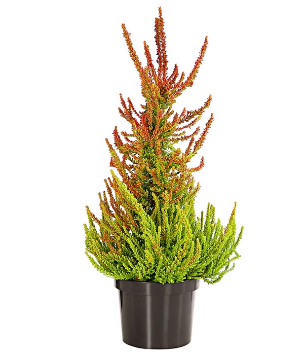 Knospenheide, Pyramide 3 Knospenheide, Pyramide – Bild 3