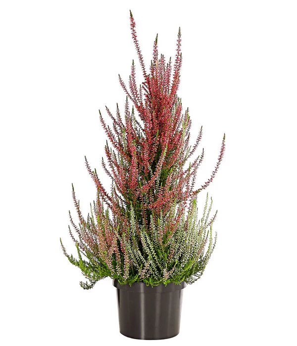 Knospenheide, Pyramide 1 Knospenheide, Pyramide