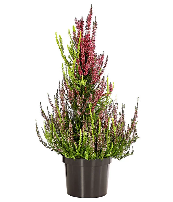 Knospenheide, Pyramide 2 Knospenheide, Pyramide – Bild 2