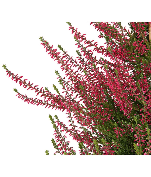 Knospenheide, Pyramide 4 Knospenheide, Pyramide – Bild 4