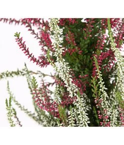 Knospenheide, Pyramide 11 Knospenheide, Pyramide -Garten & Außenbereich 7084494 WE DE 002 CallunaVulgarisKnospenblueherPyramideT19DehnerExpressHerzig