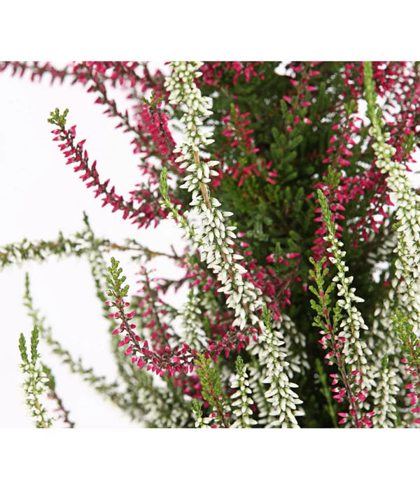 Knospenheide, Pyramide 6 Knospenheide, Pyramide – Bild 6